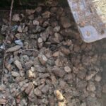 Dog Waste Disposal in Sewers Sparks Legal Warnings in Northern Ireland