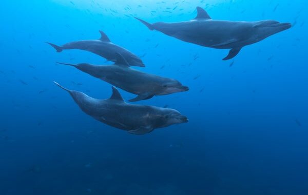 Dolphin Echolocation: A Sensory Experience More Like Touch Than Sight