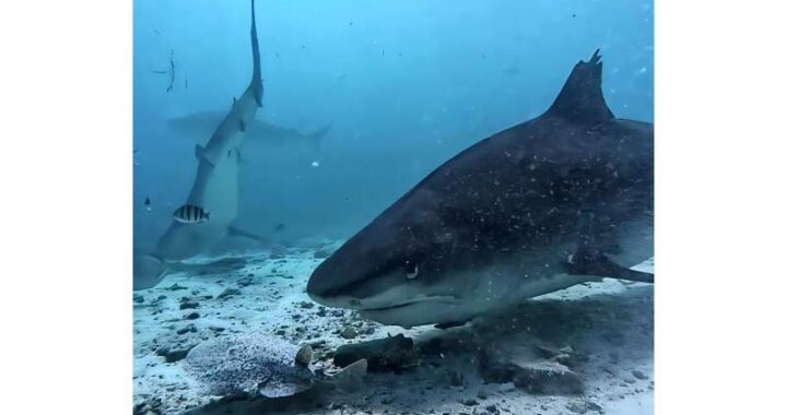 Electric Rays Use Shocking Defense Tactics Against Sharks in the Wild