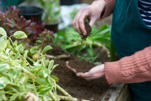 Essential Gardening Task for August: Protecting Plants from Aphids