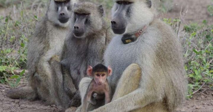 Father-Daughter Bonds Extend Lifespan in Female Baboons, Study Finds