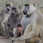 Father-Daughter Bonds Extend Lifespan of Female Baboons, Study Reveals