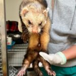 Friendly Ferret Found on Edinburgh Golf Course Sparks Search for Owner