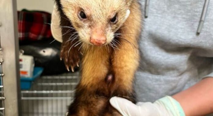 Friendly Ferret Found on Edinburgh Golf Course Sparks Search for Owner