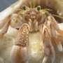 Hermit Crabs’ Sensitivity Linked to Bold Decision-Making