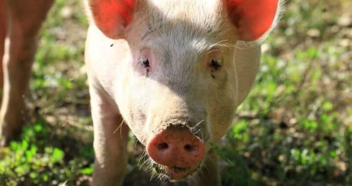 Lean Hog Futures Rise Amid Market Fluctuations