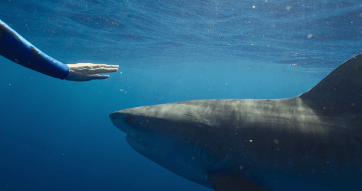 Netflix’s “Shark Whisperer” Dives Into Controversial Waters