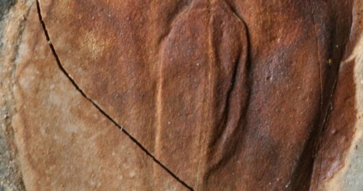 New Fossil Discoveries Unravel the Mysteries of Earth’s “Great Dying”