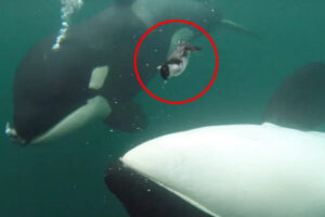 Orcas Display Unprecedented Gift-Giving Behavior Towards Humans