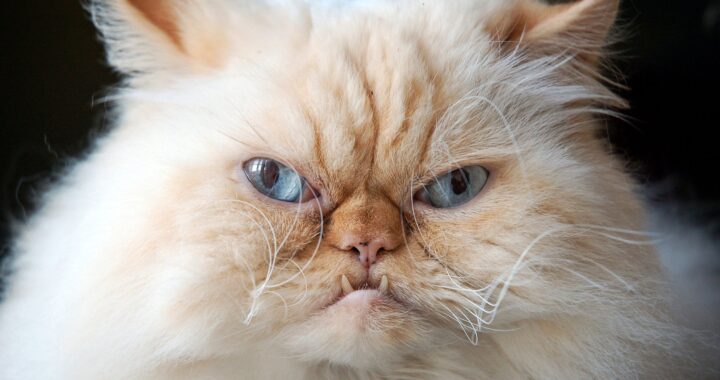 Rare Infection from Cat Bite Hospitalizes Kidney Transplant Patient