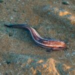 Sea Lamprey Migration Patterns Could Revolutionize Great Lakes Management