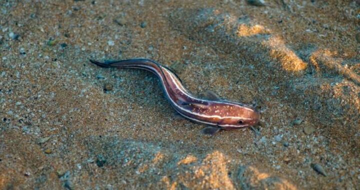 Sea Lamprey Migration Patterns Could Revolutionize Great Lakes Management
