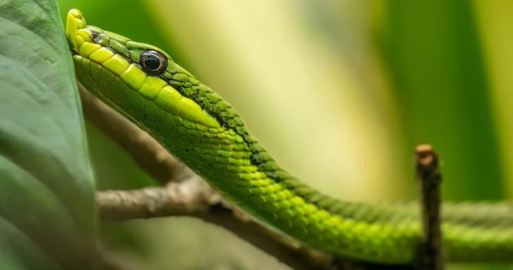 Snake Delays Australian Flight: A Close Encounter in the Cargo Hold