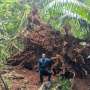 Thunderstorms Accelerate Tree Mortality in Tropical Forests, Study Reveals
