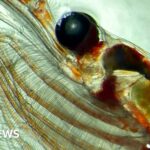 Zooplankton’s Epic Migration: A Hidden Ally in Combating Climate Change