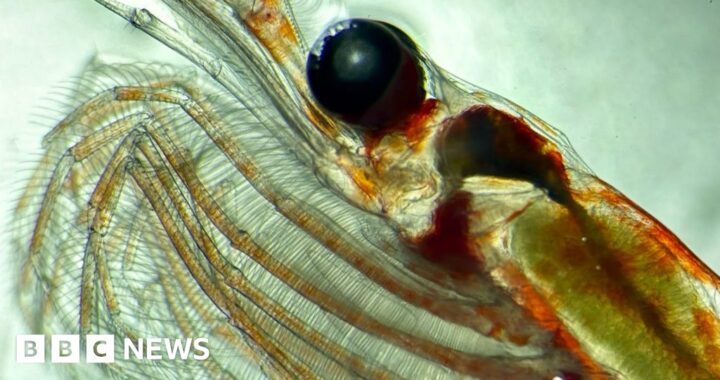 Zooplankton’s Epic Migration: A Hidden Ally in Combating Climate Change